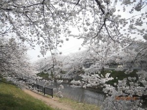 桜満開♡